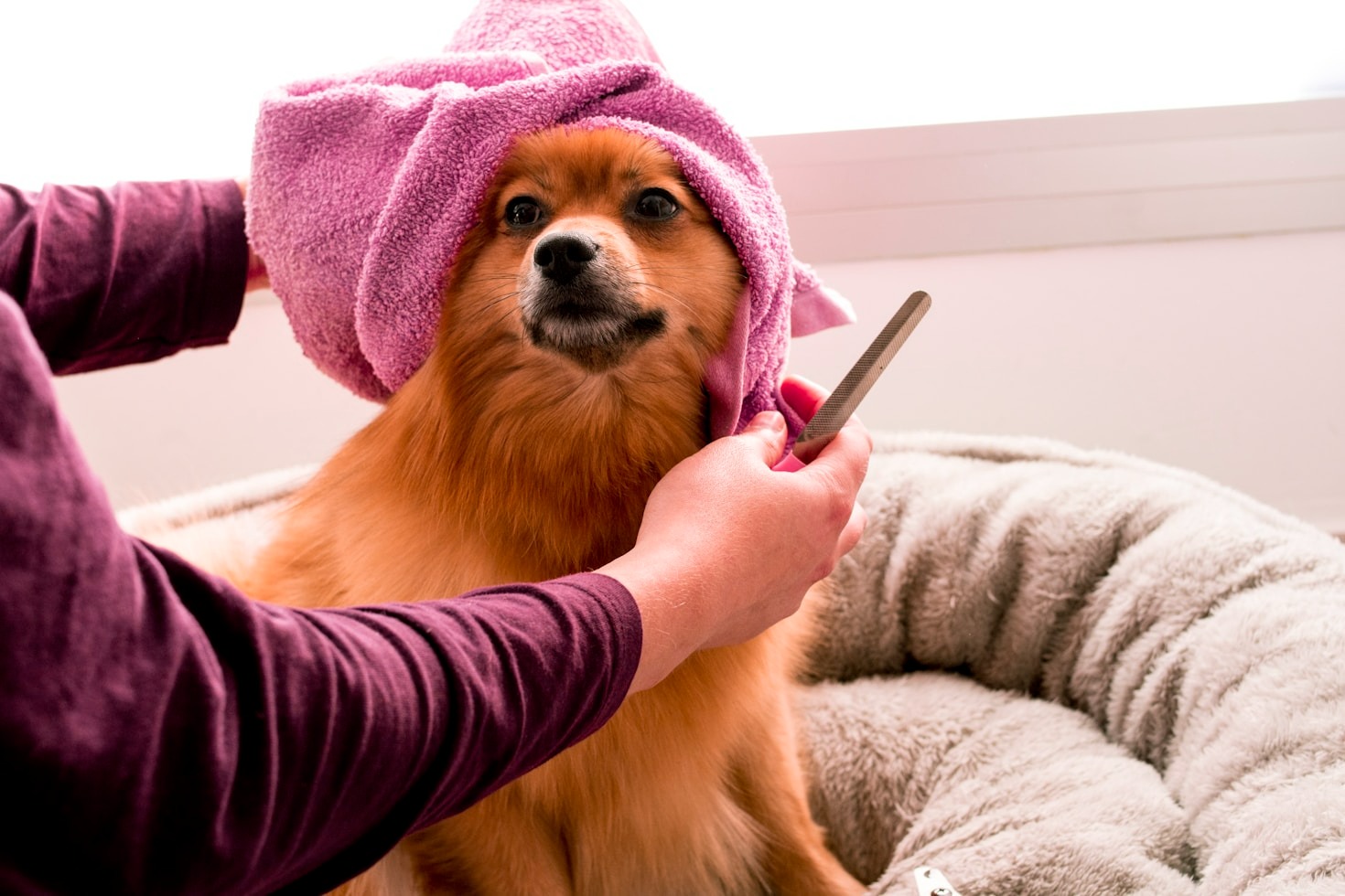 Why Regular Pet Grooming is Essential