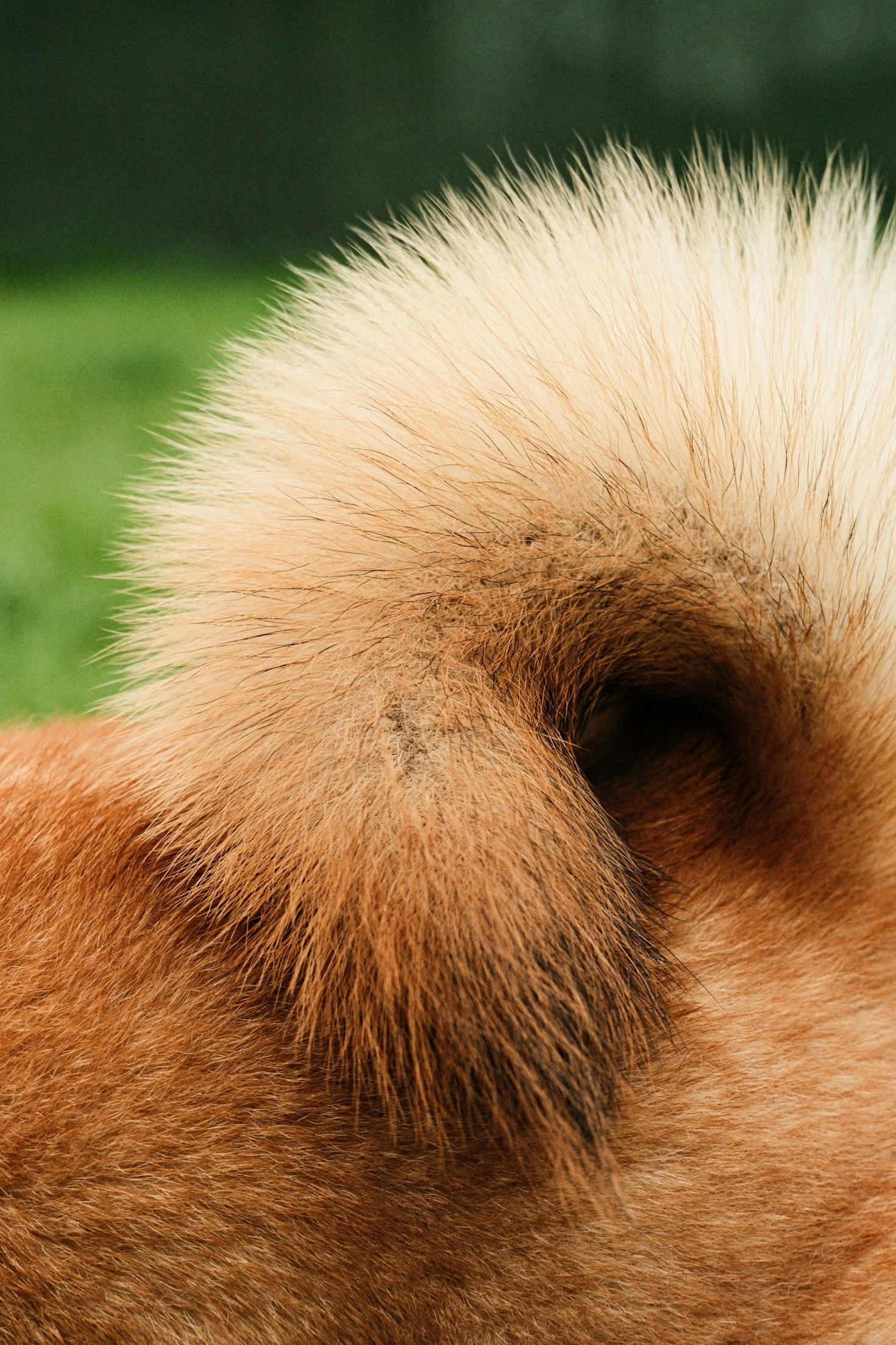 Step-by-Step Guide to Grooming Your Dog at Home