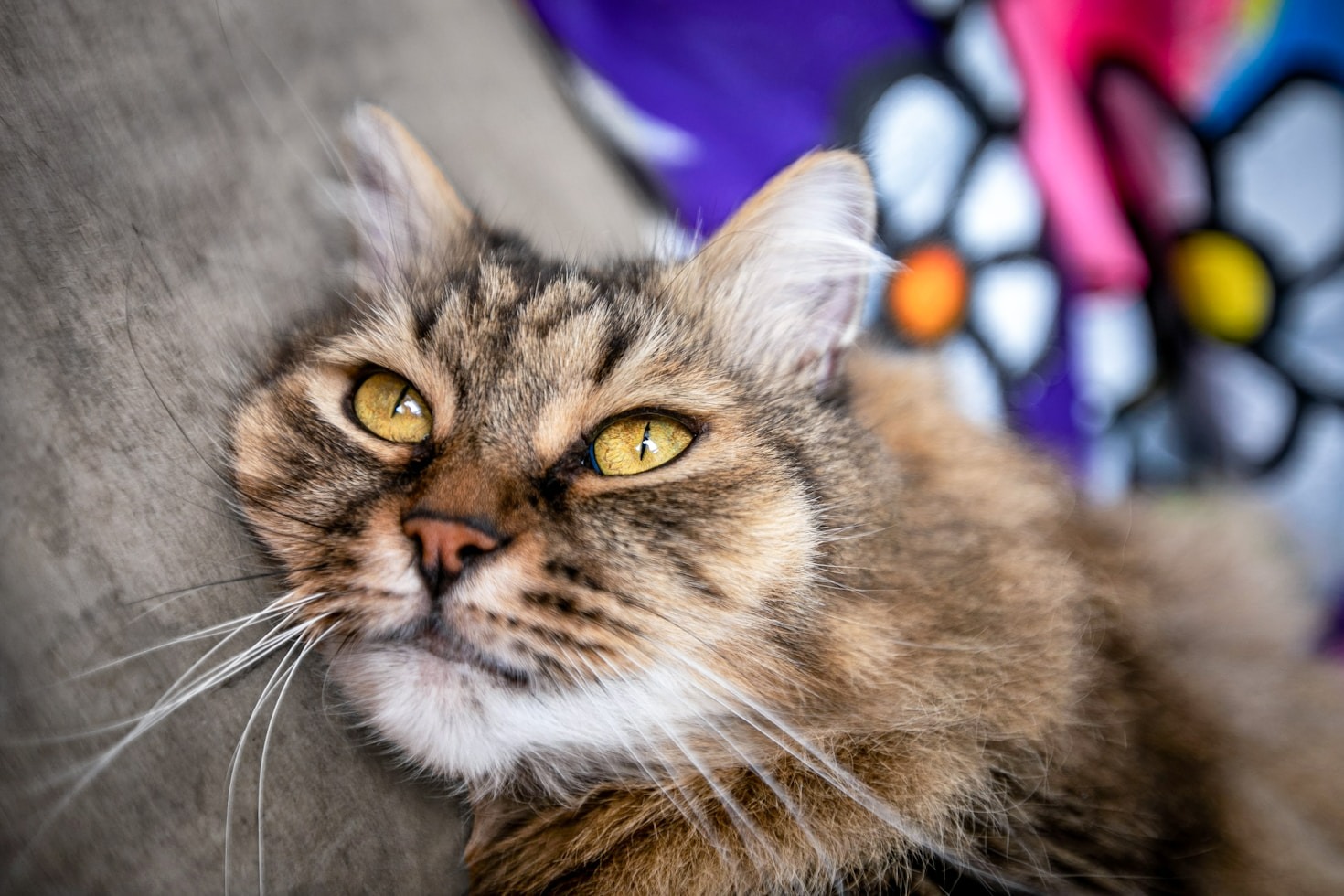 Common Myths About Grooming Cats Debunked