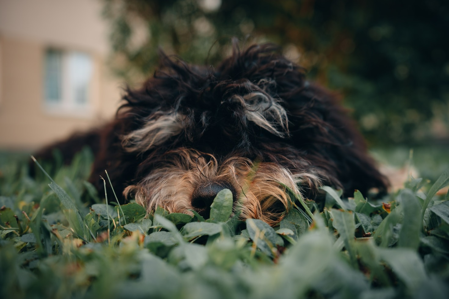 Top Hygiene Practices for Pet Owners