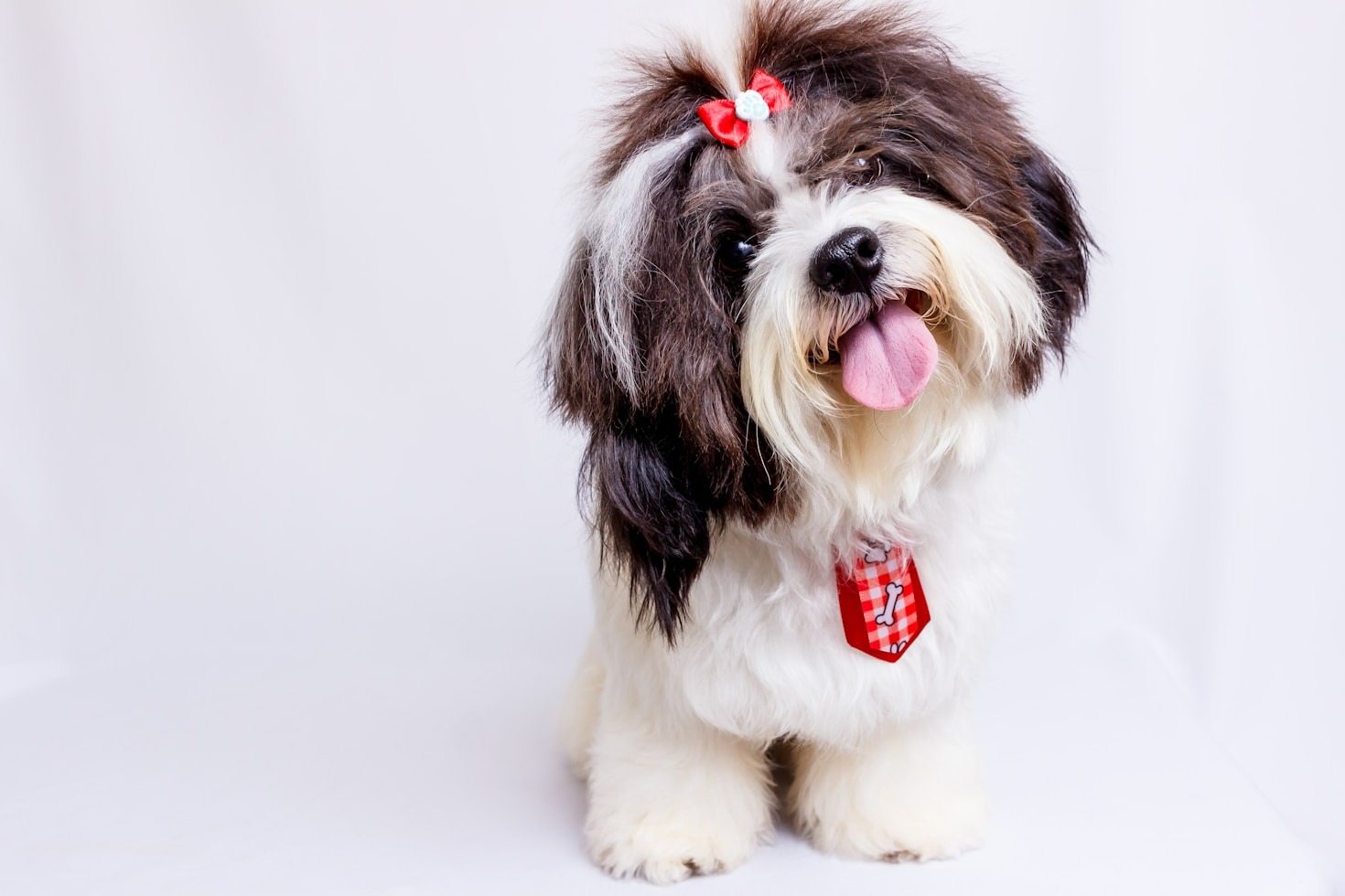 How Grooming Impacts Your Pet’s Overall Well-being