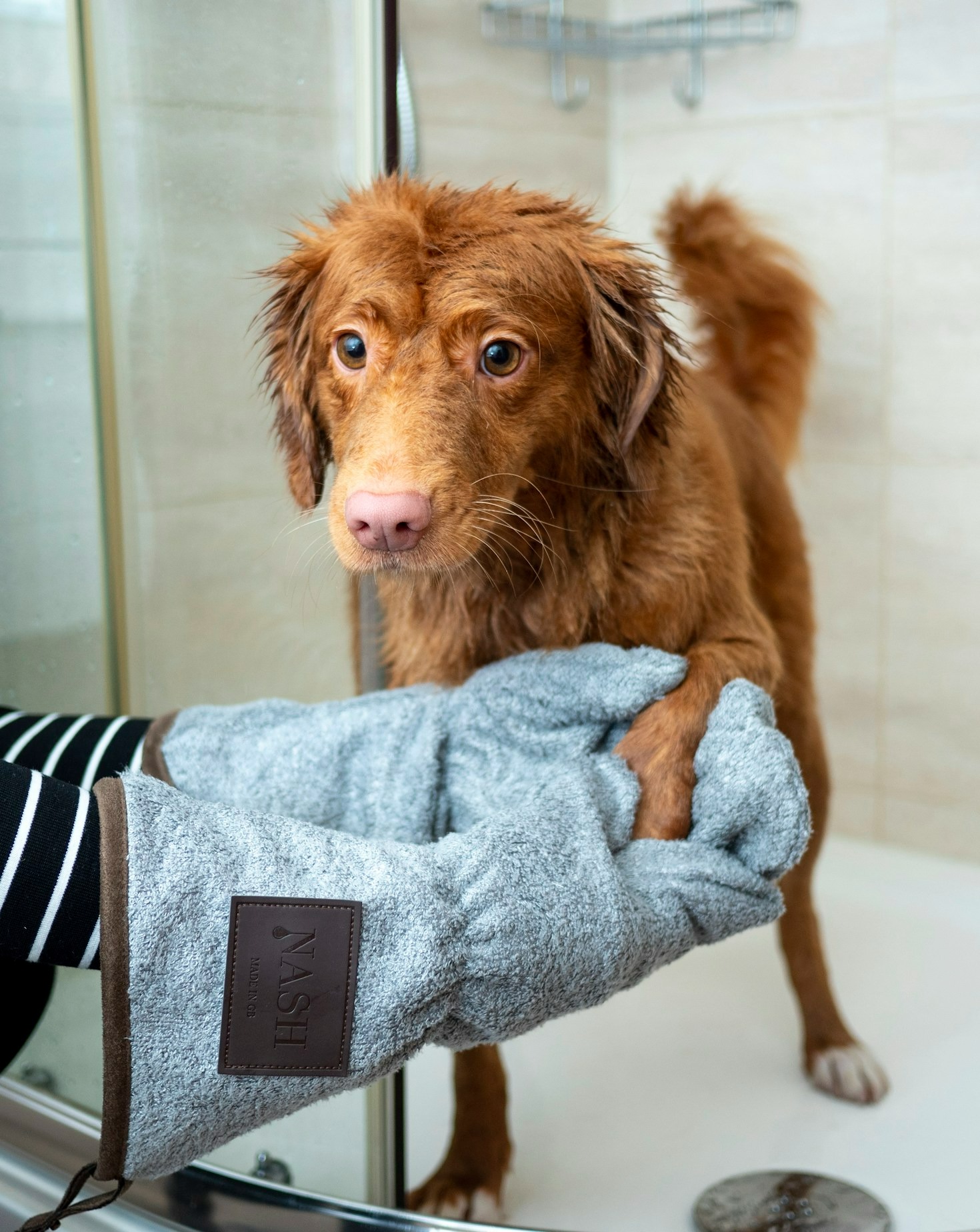 Exploring Aesthetic Grooming Trends for Pets